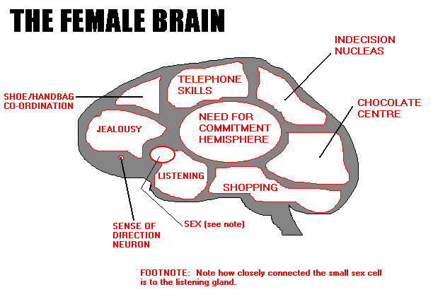 The Female Brain