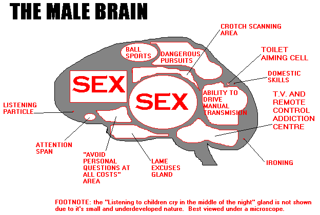 The Male Brain